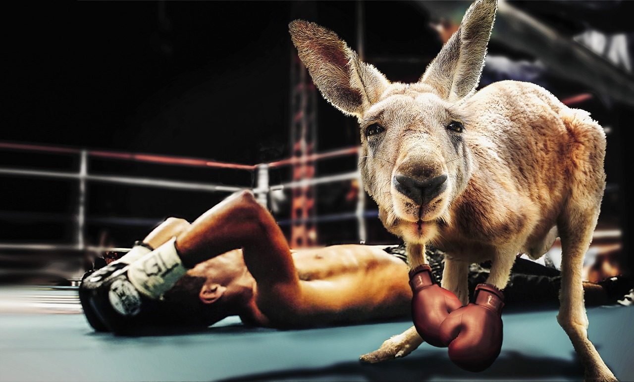 Boxing Kangaroo